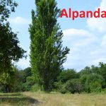 Alpanda torpaq sahəsi satılır alpan.az
